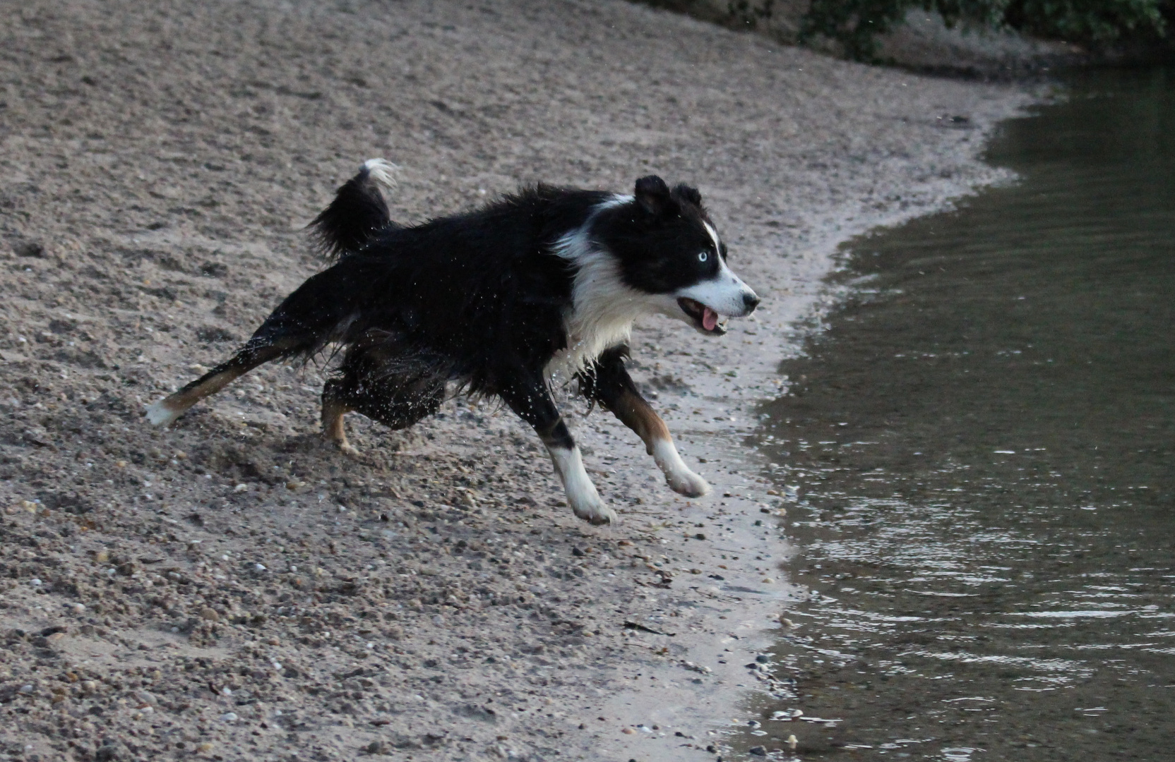 Australian Shepherd auf dem Absprung