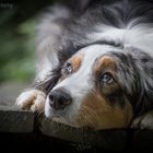 Australian Shepherd