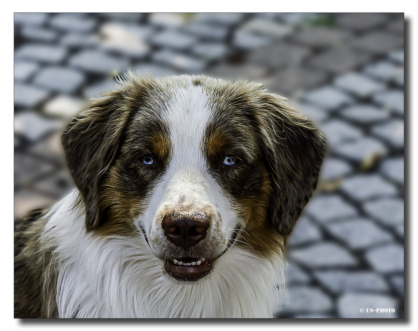 Australian Shepherd