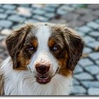 Australian Shepherd