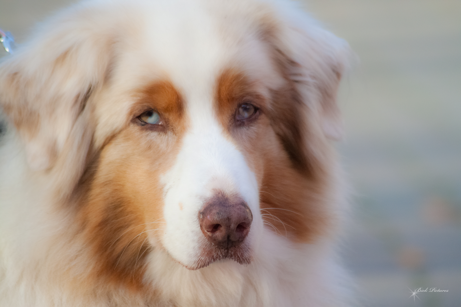 Australian Shepherd