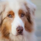 Australian Shepherd