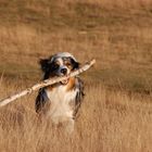 Australian Shepherd