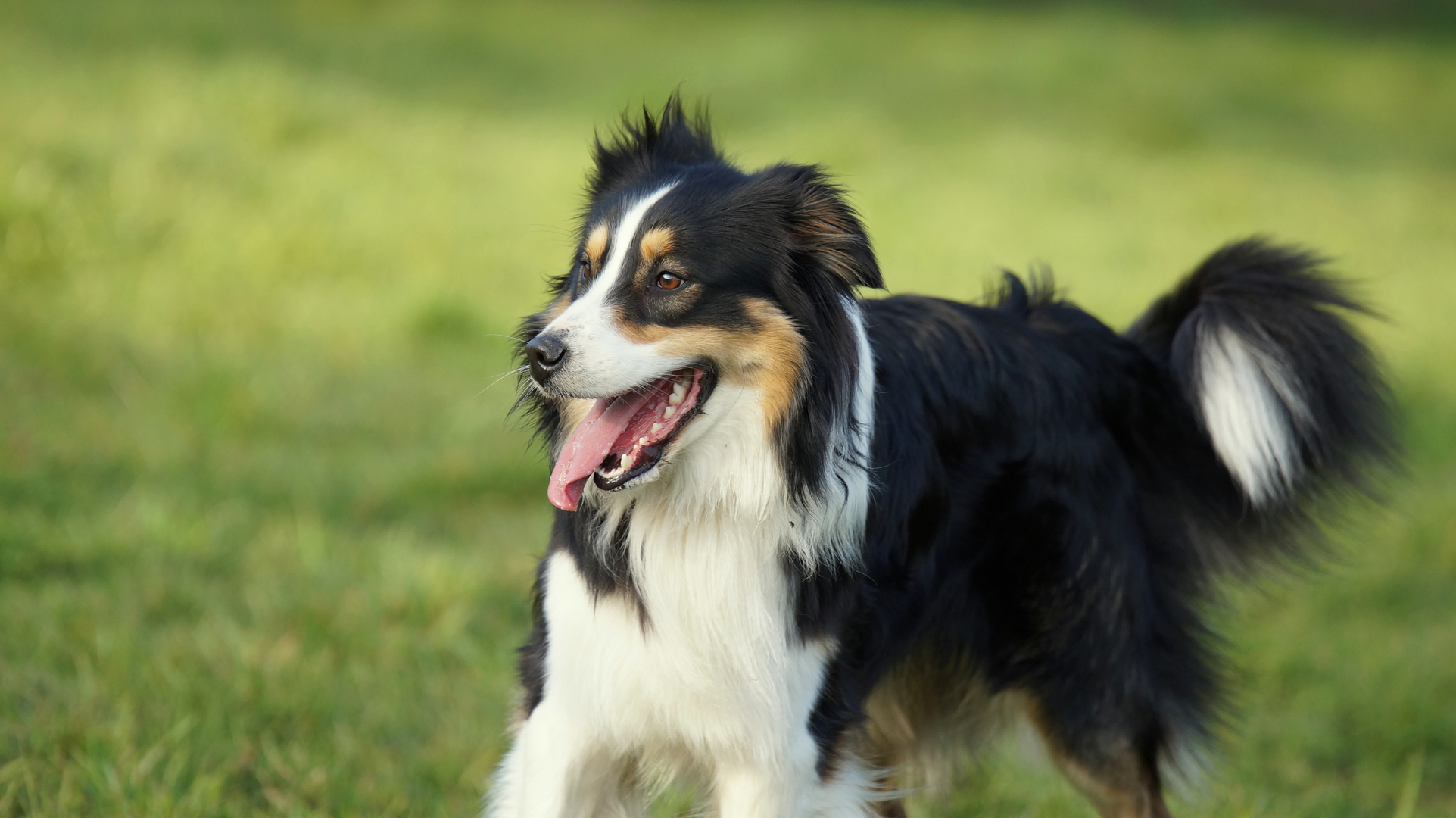 Australian Shepherd