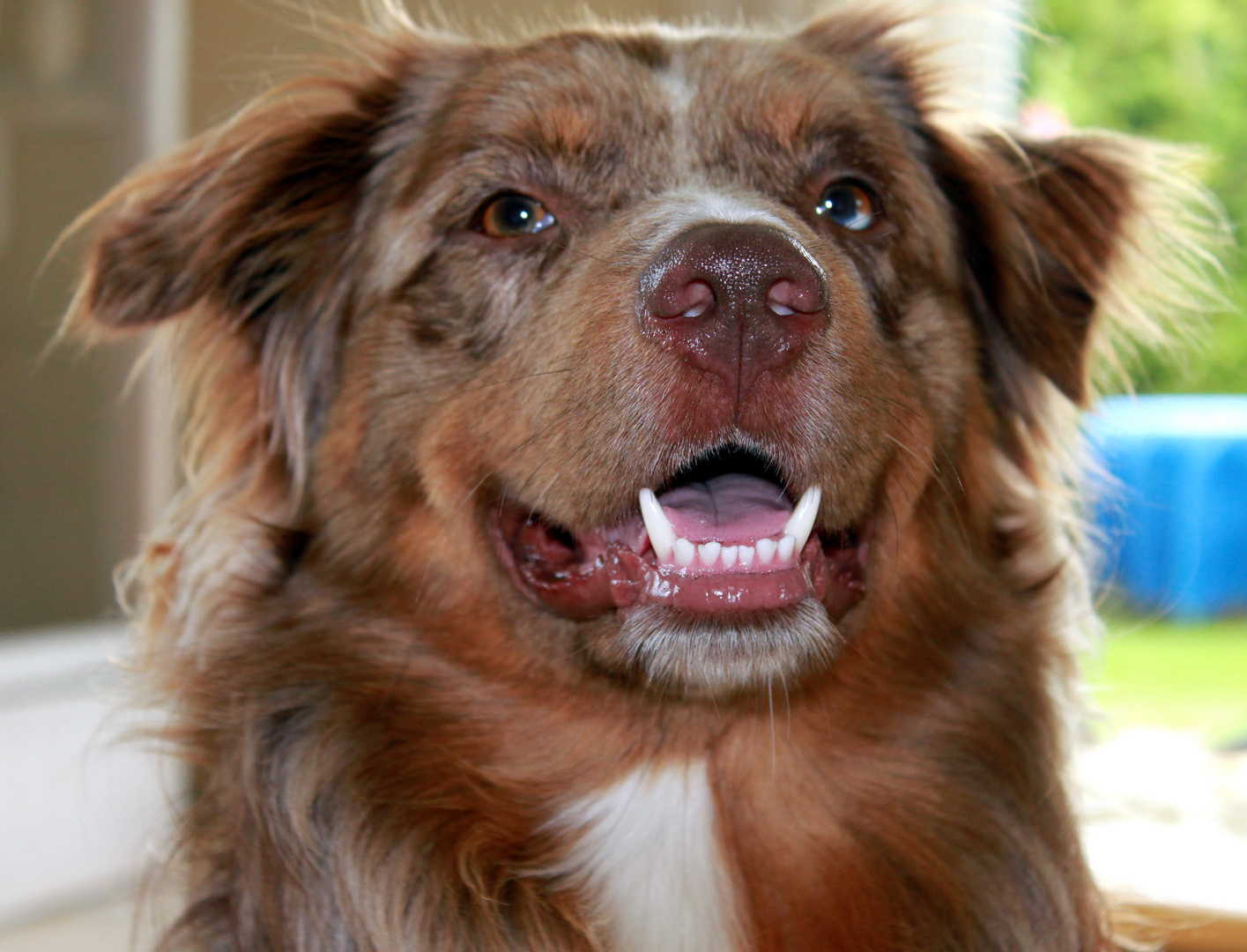 Australian Shepherd