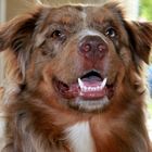 Australian Shepherd