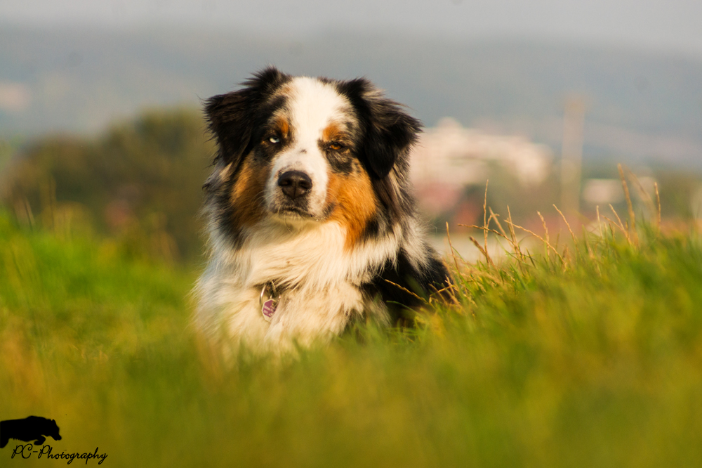 Australian Shepherd Balue