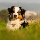 Australian Shepherd Balue