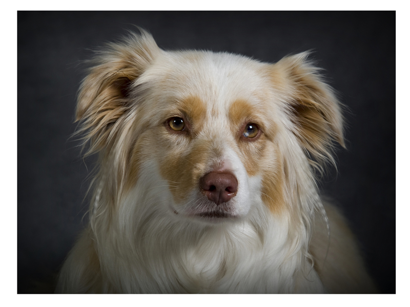 Australian Shepherd