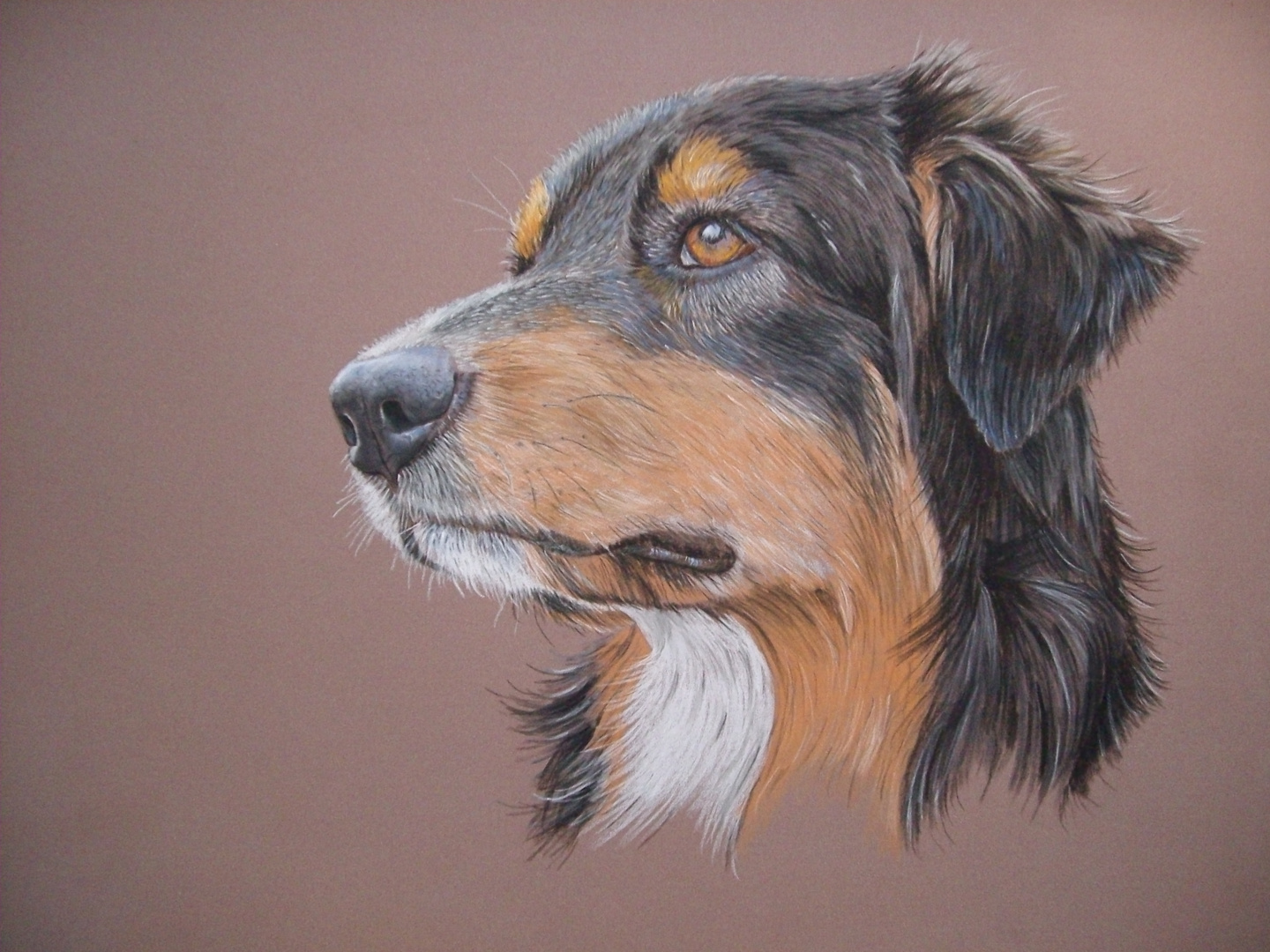 Australian Shepherd