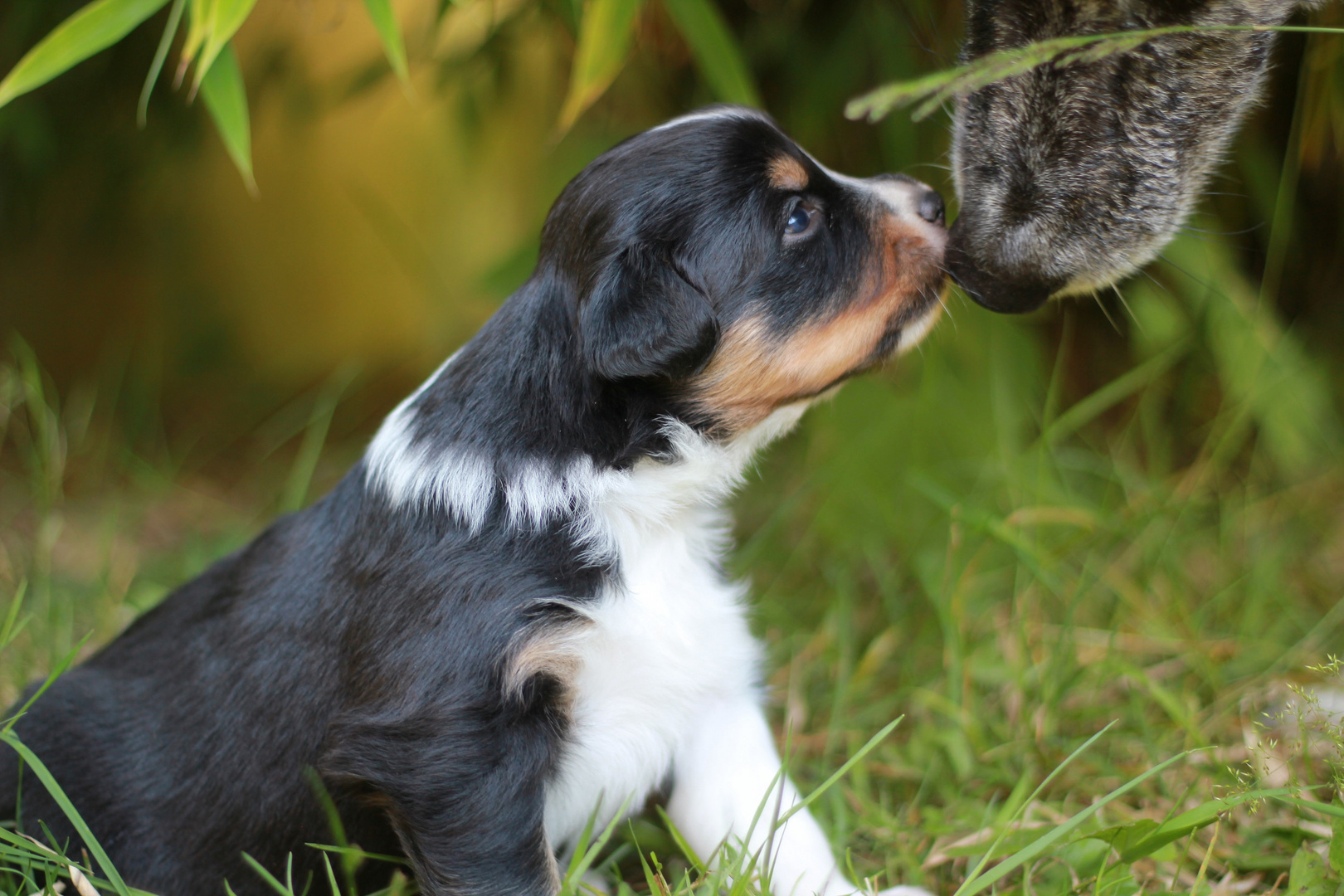 Australian Shepherd black tri