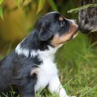 Australian Shepherd black tri