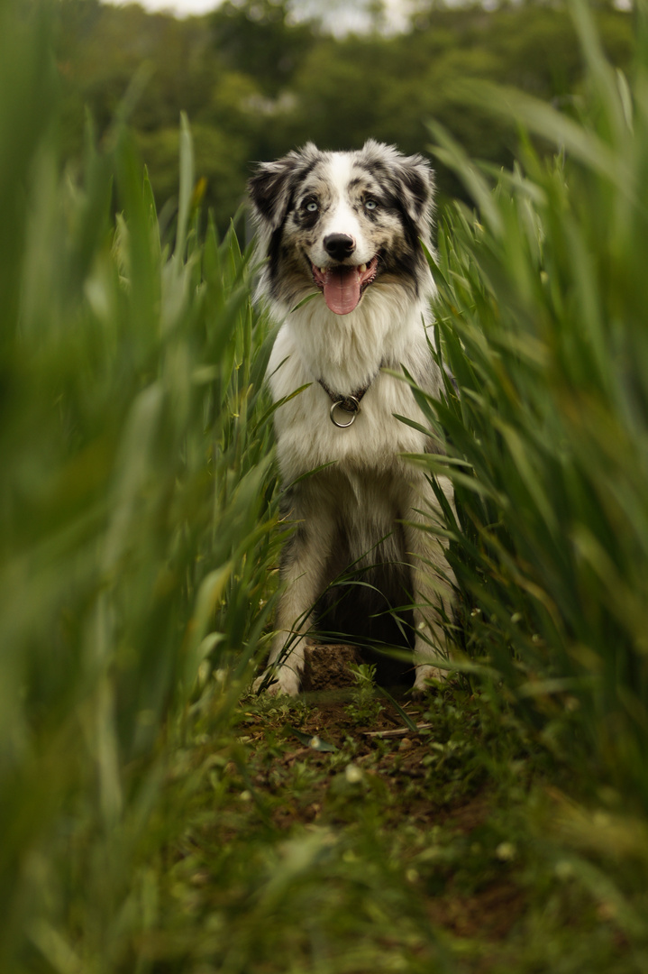 Australian Shepherd blue merle