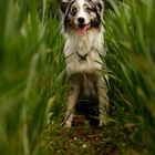 Australian Shepherd blue merle