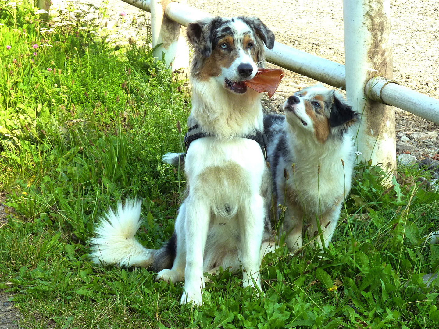 Australian Shepherd "Blue" und der kleine "Frodo"