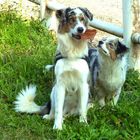 Australian Shepherd "Blue" und der kleine "Frodo"