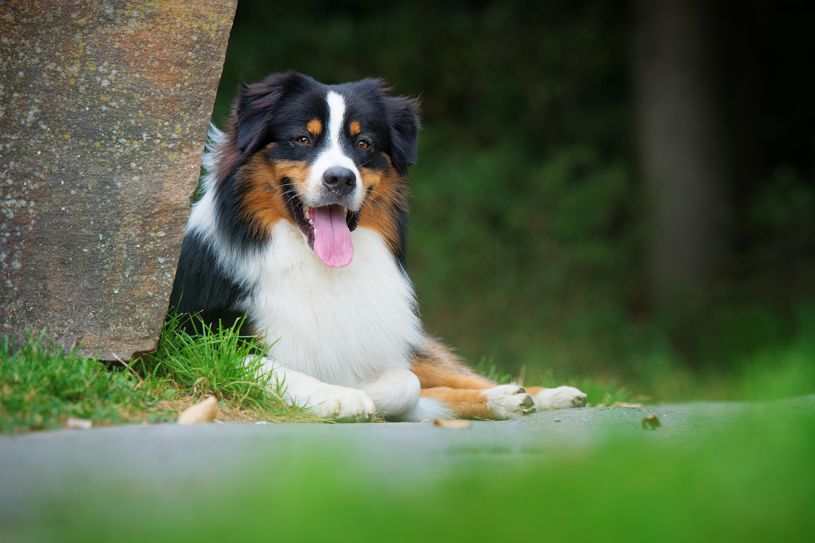 Australian Shepherd