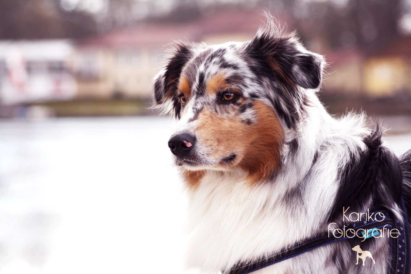 Australian Shepherd