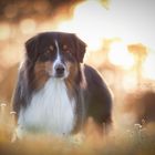 Australian Shepherd 