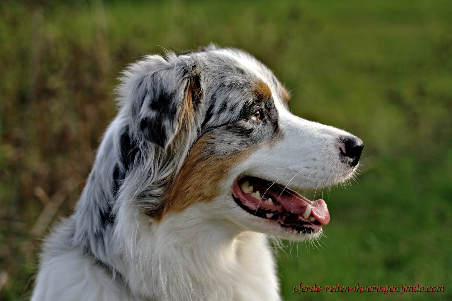 Australian Shepherd