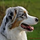 Australian Shepherd