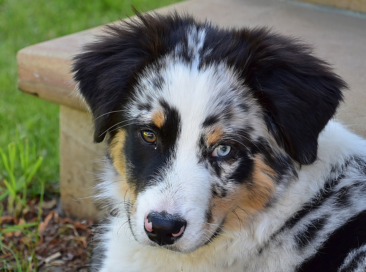 Australian Shepherd