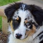 Australian Shepherd