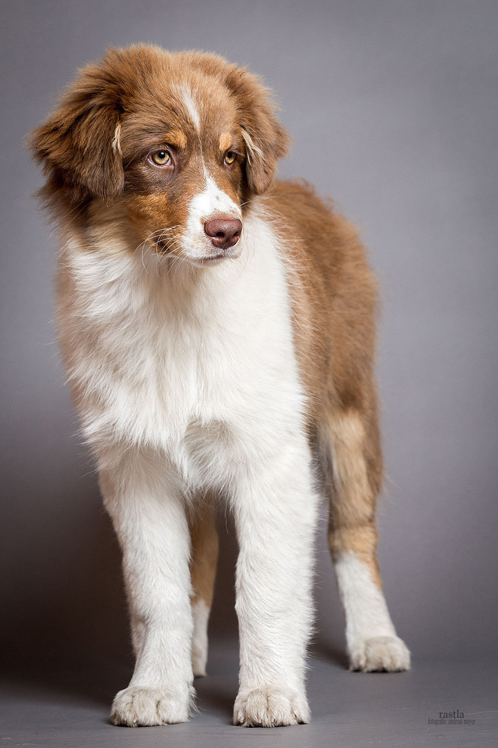 Australian Shepherd "Chilli"