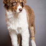 Australian Shepherd "Chilli"