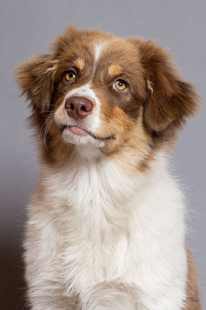 Australian Shepherd "Chilli"