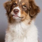 Australian Shepherd "Chilli"