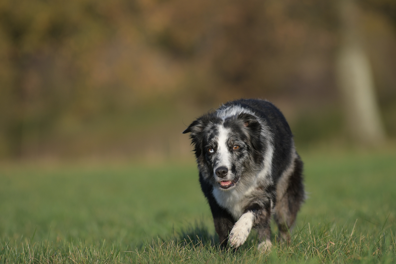 Australian Shepherd