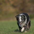 Australian Shepherd