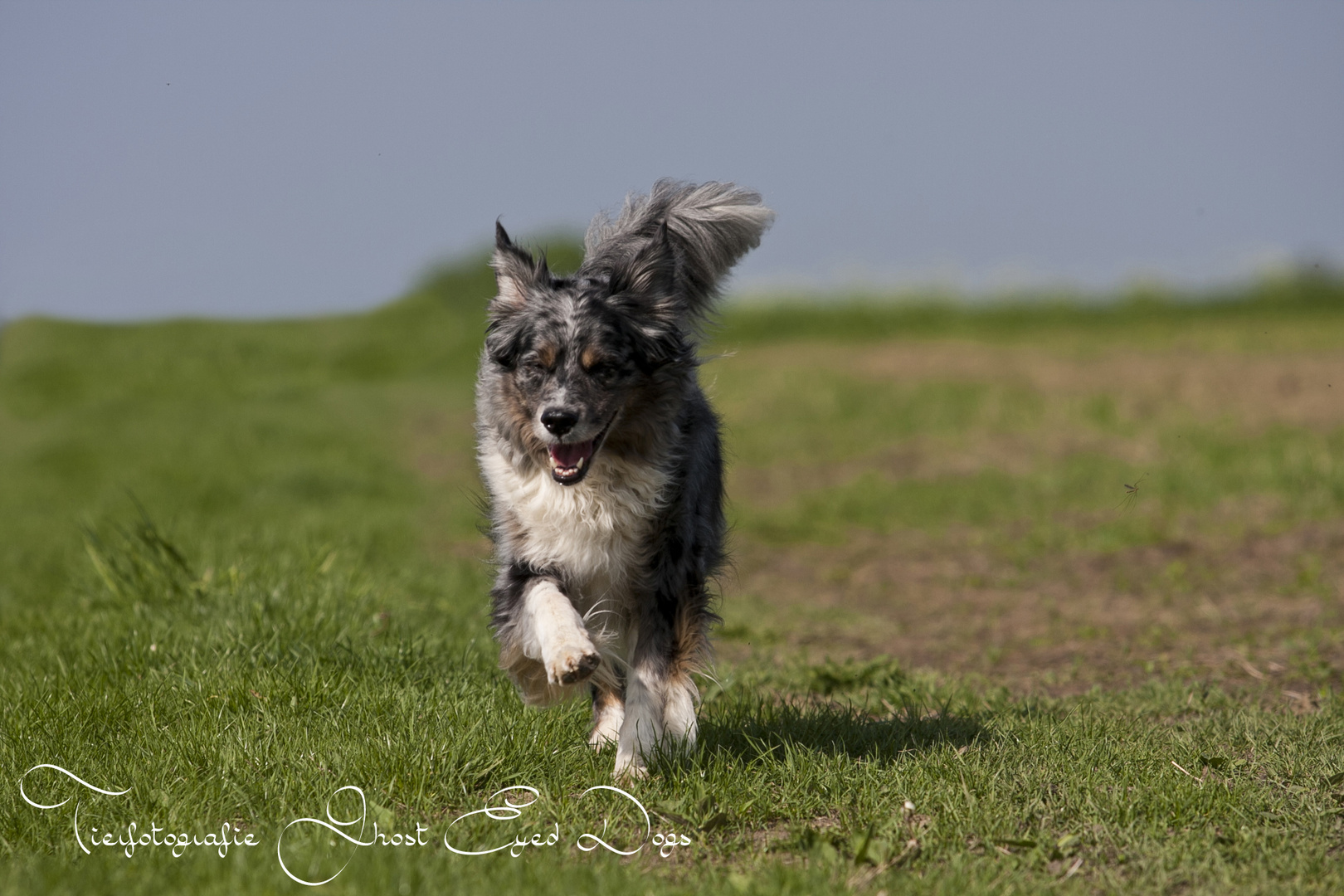 Australian Shepherd Dakota