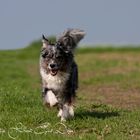 Australian Shepherd Dakota