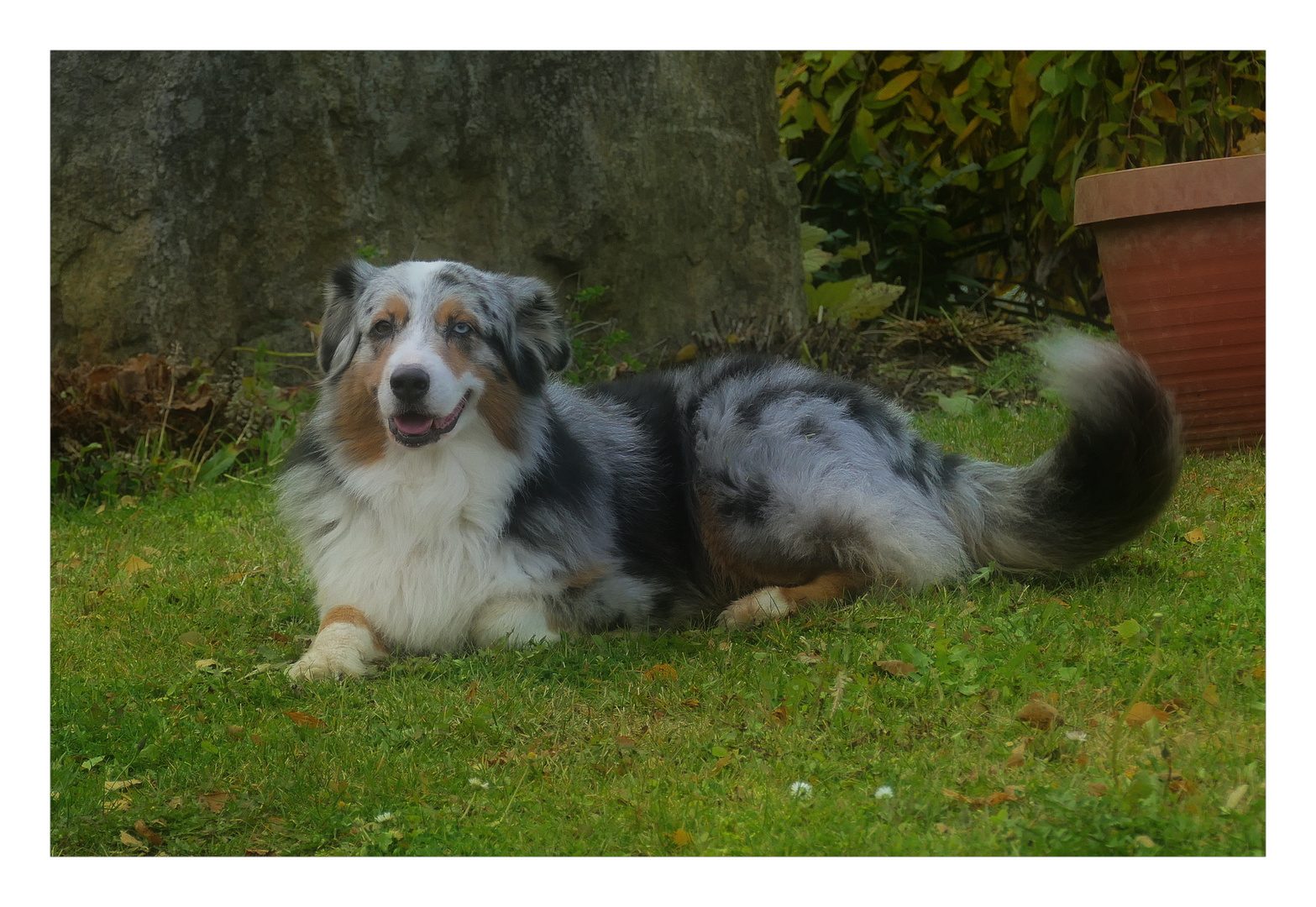 Australian Shepherd