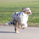 Australian Shepherd Duke 5 Monate