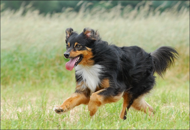 ..::Australian Shepherd Dundee::..