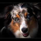 Australian Shepherd