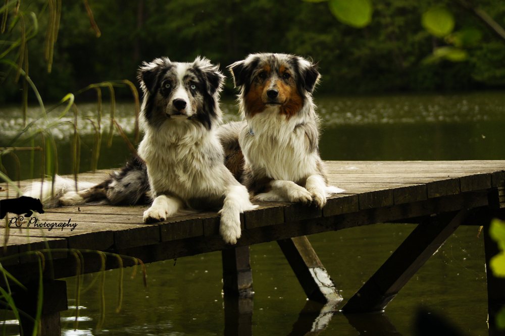 Australian Shepherd