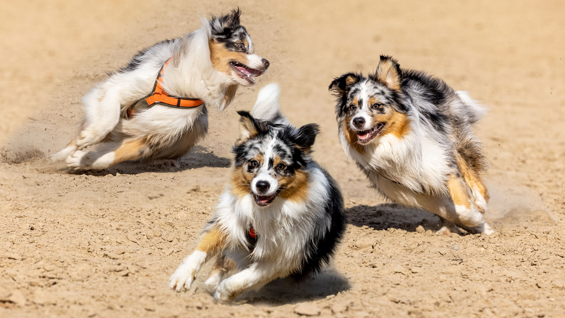 Australian Shepherd 