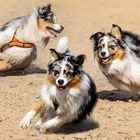 Australian Shepherd 