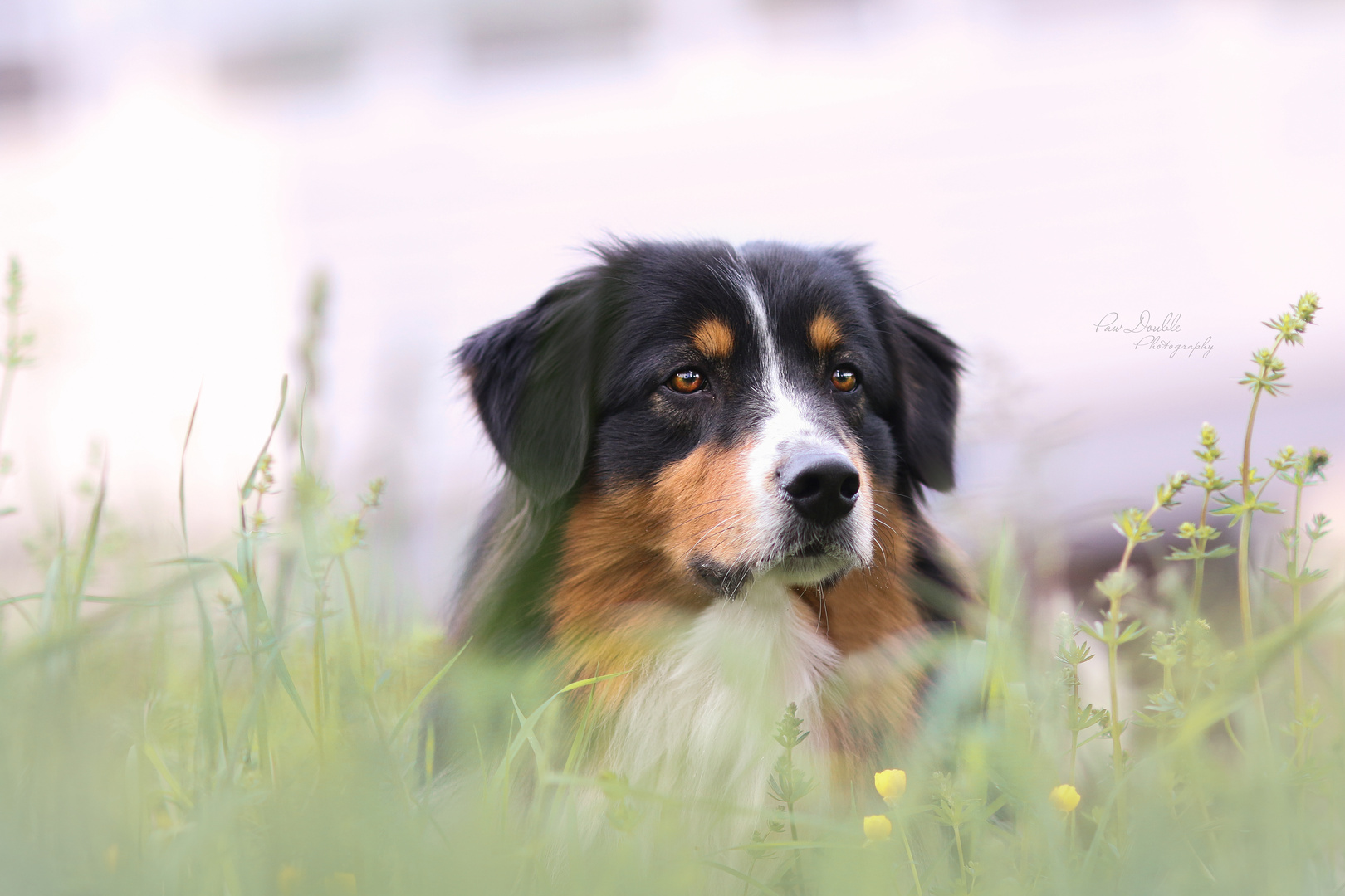 Australian Shepherd