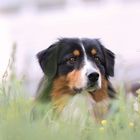 Australian Shepherd