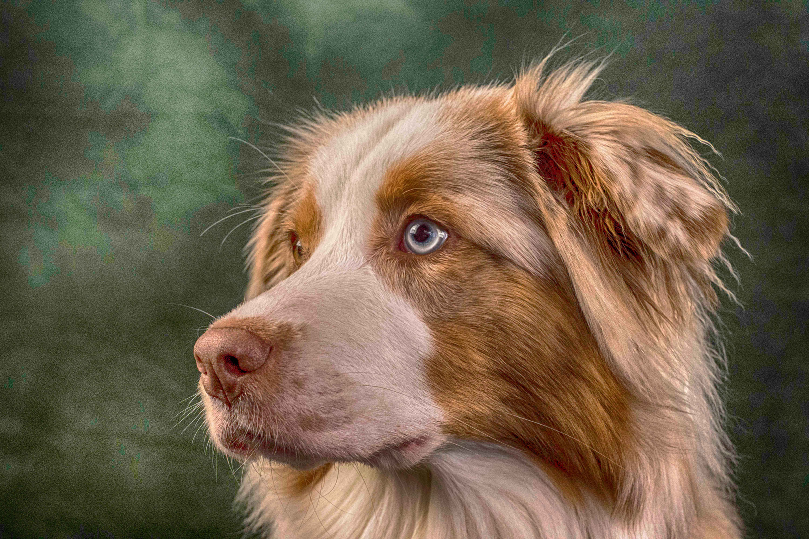 Australian Shepherd