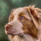 Australian Shepherd