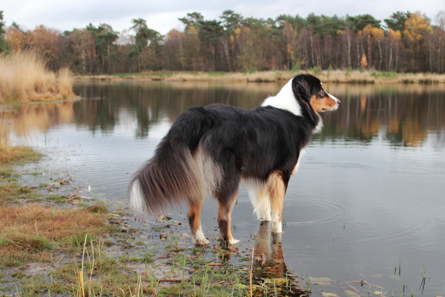 Australian Shepherd