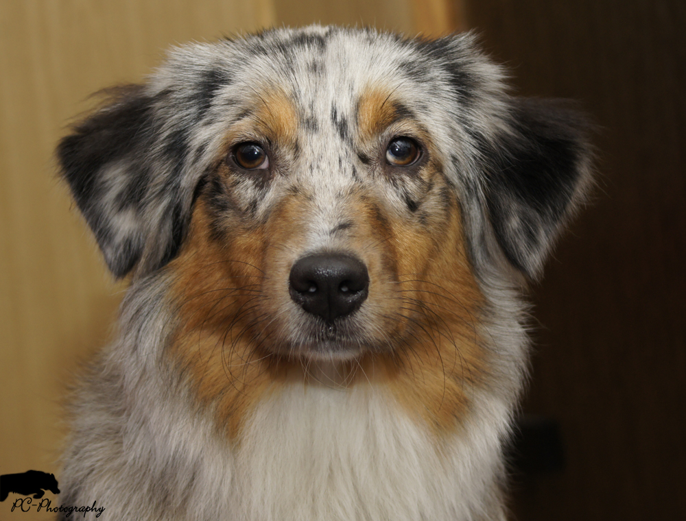 Australian Shepherd