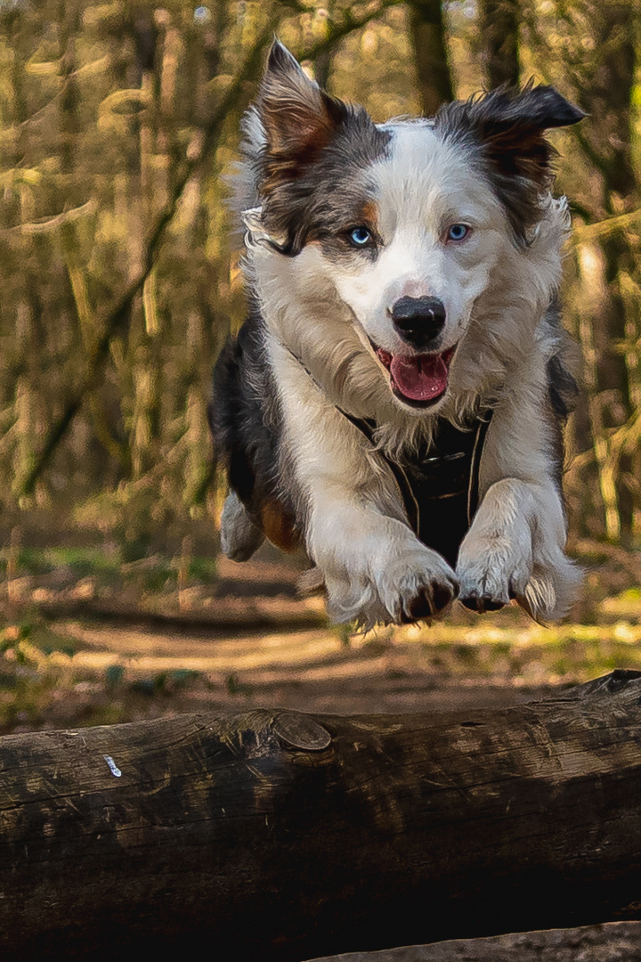 Australian Shepherd Ekki fliegt mal wieder!