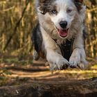 Australian Shepherd Ekki fliegt mal wieder!